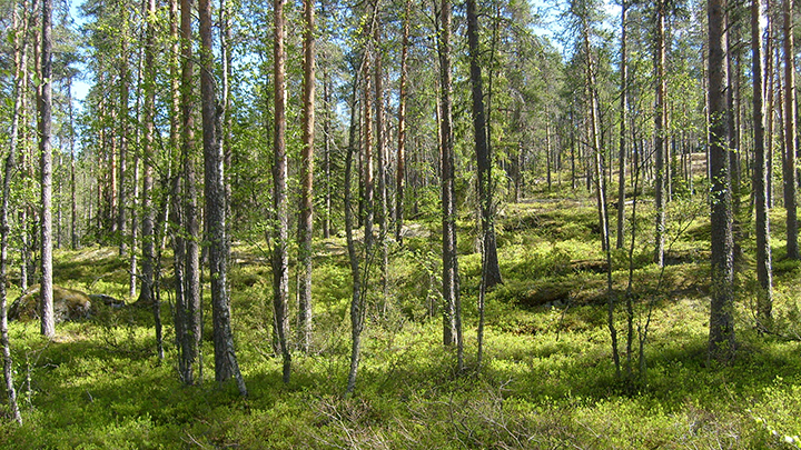 Maastokuvaus nettiin rinnettä 135
