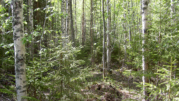 Maastokuvaus nuorta metsää 135